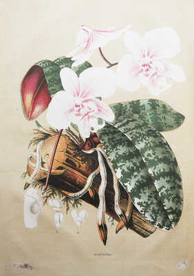 Вокруг света: Журнал землеведения, естественных наук, новейших открытий, изобретений и наблюдений. Год шестой, 1866.